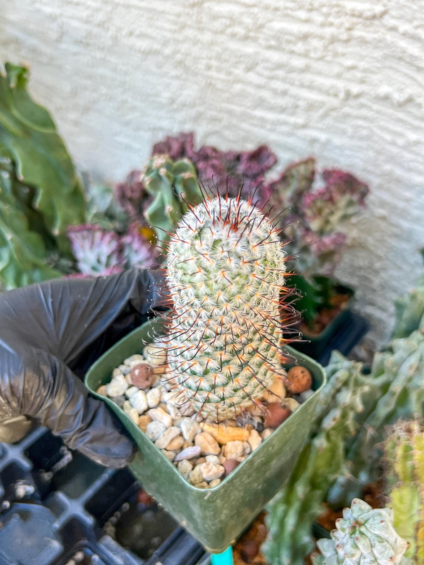 Mammillaria perez De la rosae (C2) (Y5) | 3.5Pot