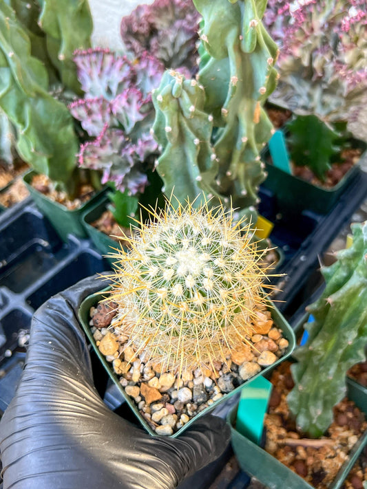 Echinofossulocactus Albatus (C2) (y3) | 3.5Pot