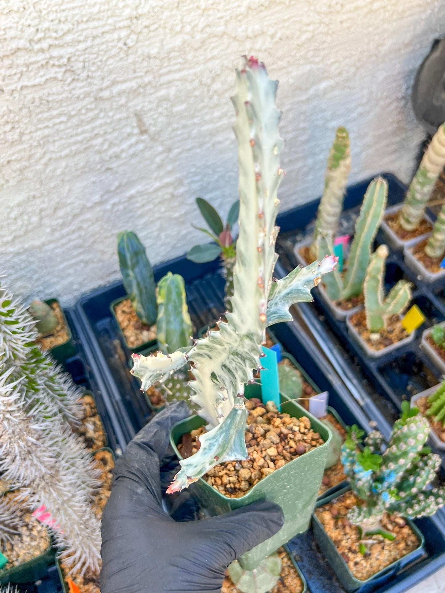 Large Euphorbia Lactea (Green) | Imported Cactus
