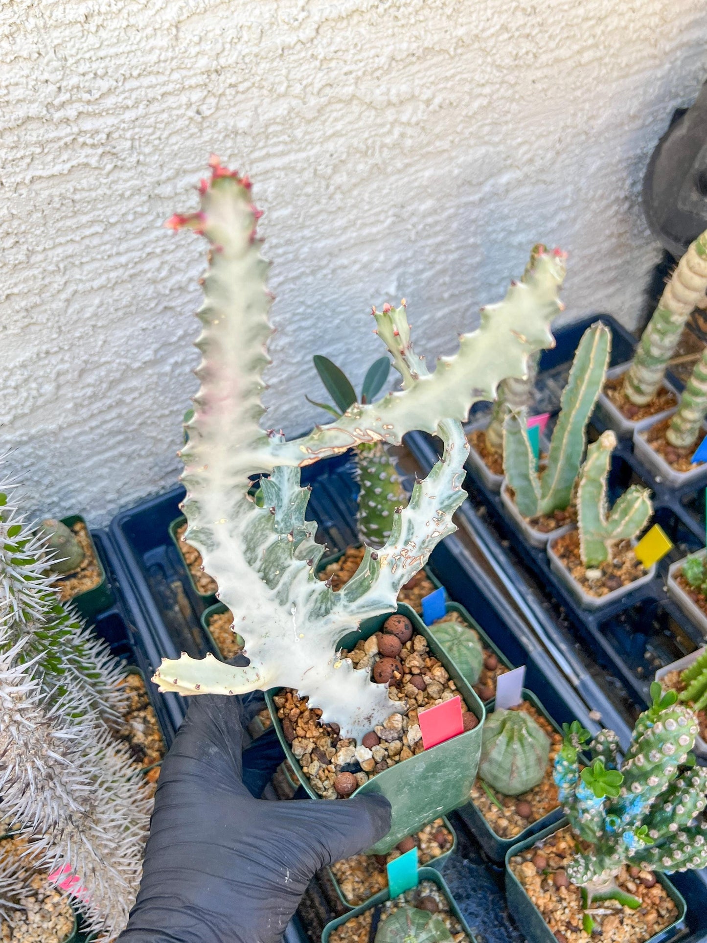 Large Euphorbia Lactea (Red) | Imported Cactus