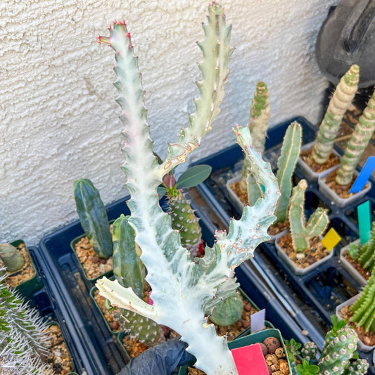 Large Euphorbia Lactea (Red) | Imported Cactus