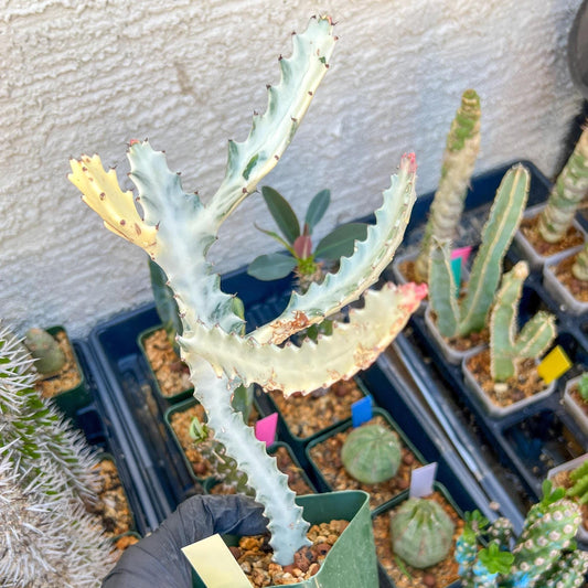 Large Euphorbia Lactea (Yellow) | Imported Cactus