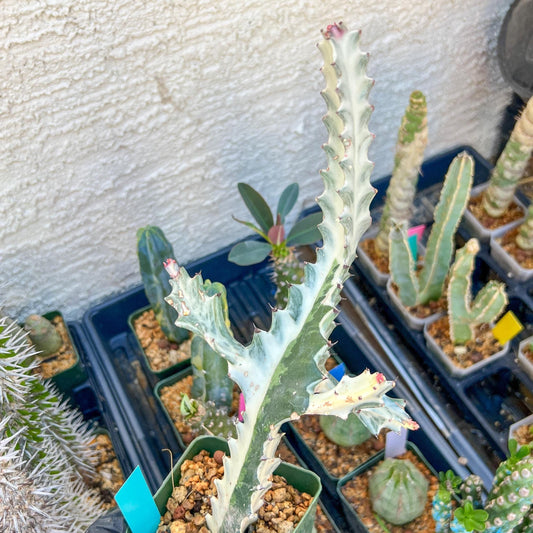 Large Euphorbia Lactea (Green) | Imported Cactus