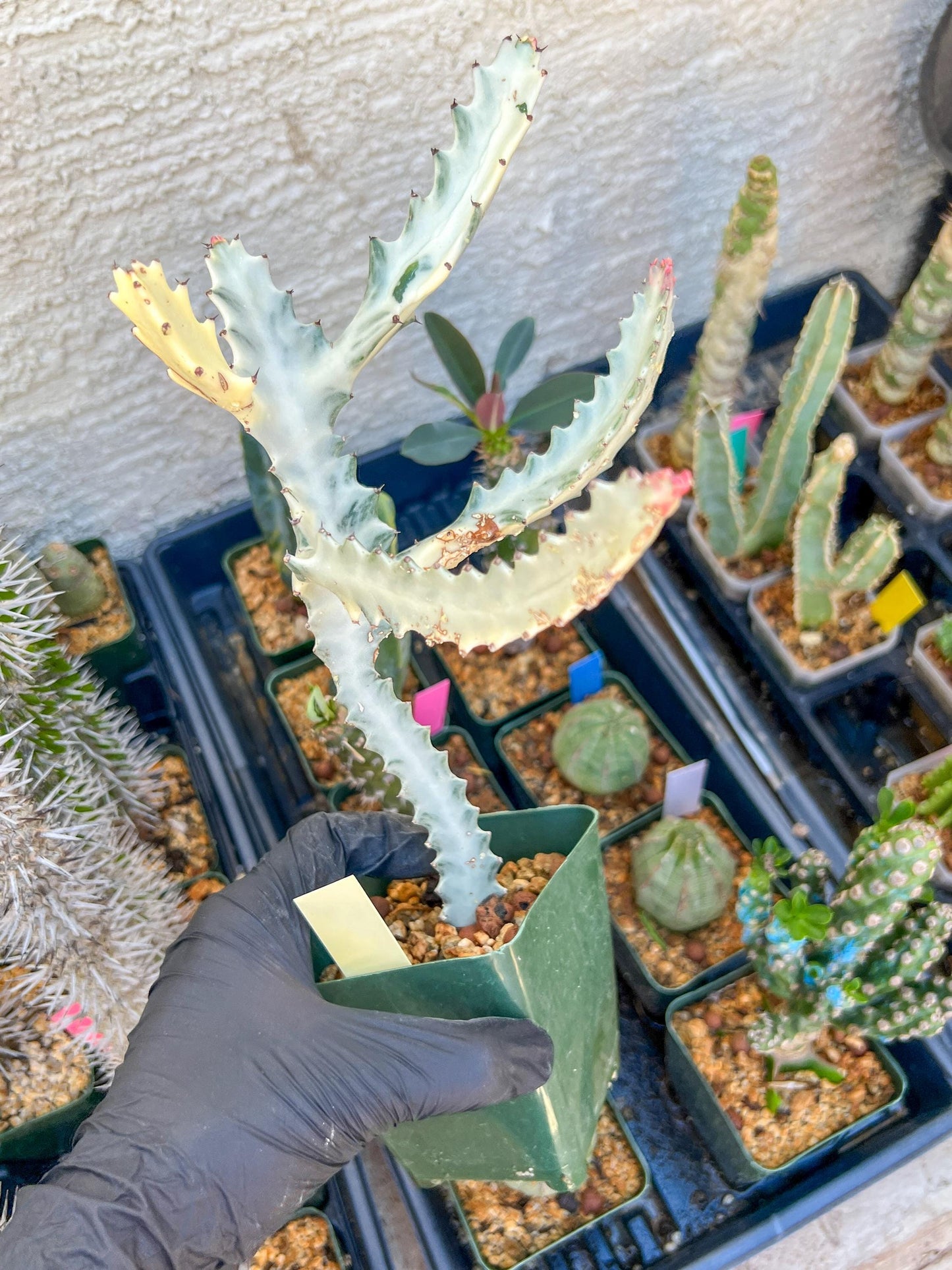 Large Euphorbia Lactea (Yellow) | Imported Cactus