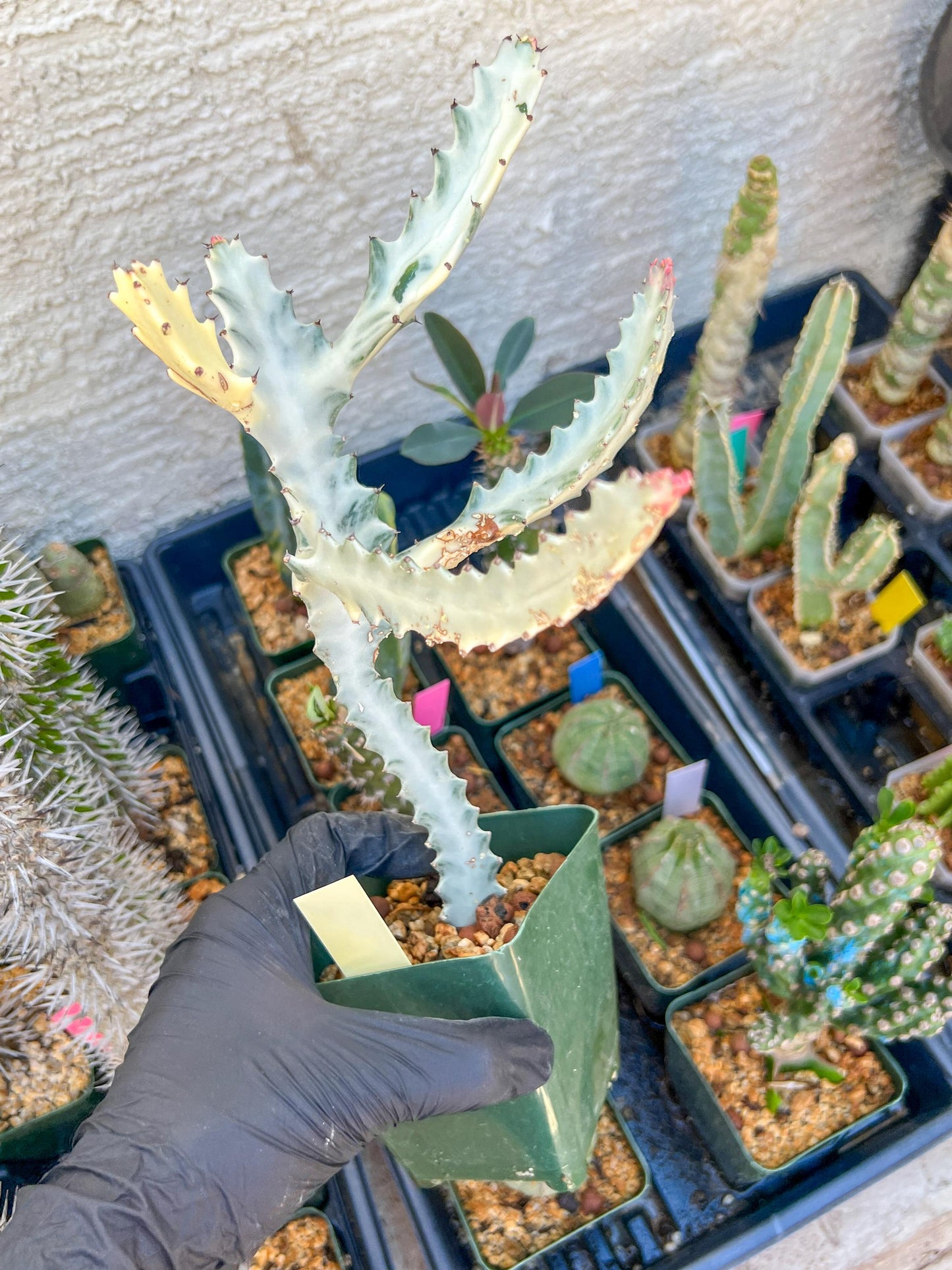 Large Euphorbia Lactea (Yellow) | Imported Cactus