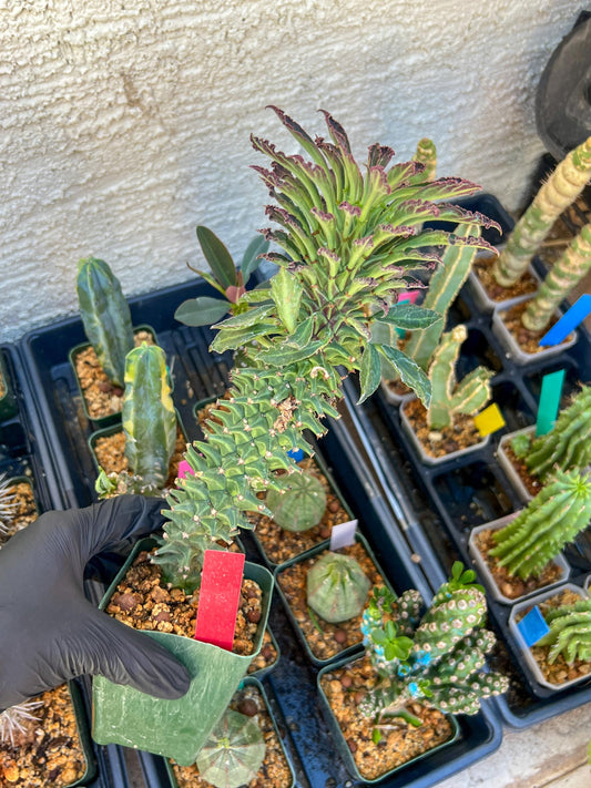 Monadenium Guentheri (xl-red) | Imported Cactus | Rare Succulent