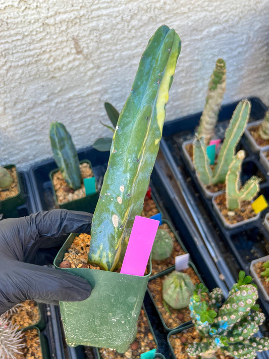 Myrtillocactus Variegatus Hort (Pink)
