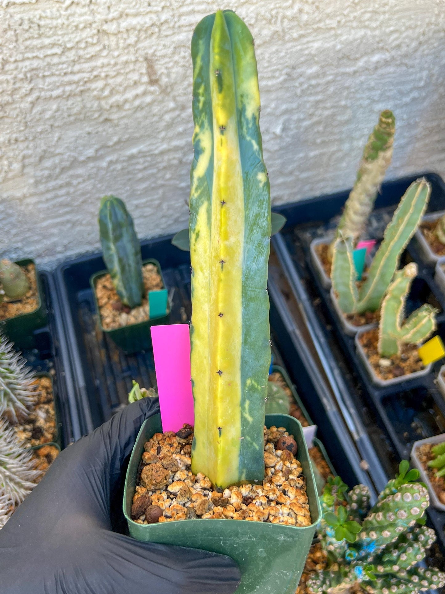 Myrtillocactus Variegatus Hort (Pink)