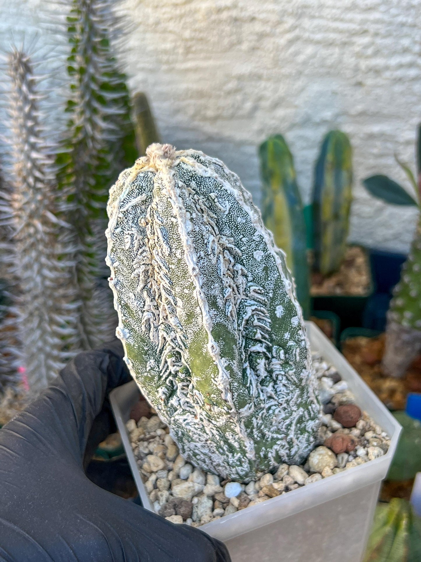 Rare Imported Cactus (Yellow) | Ehciveria | Hoyas | Sansevieria