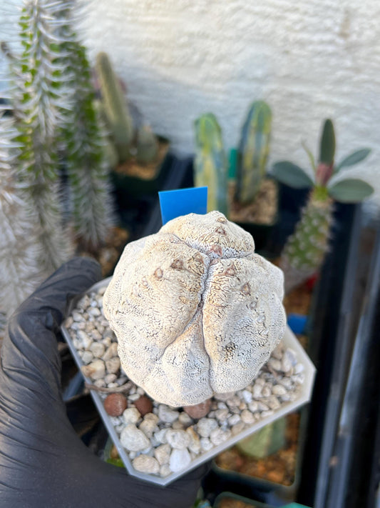 Imported Astrophytum (Blue)