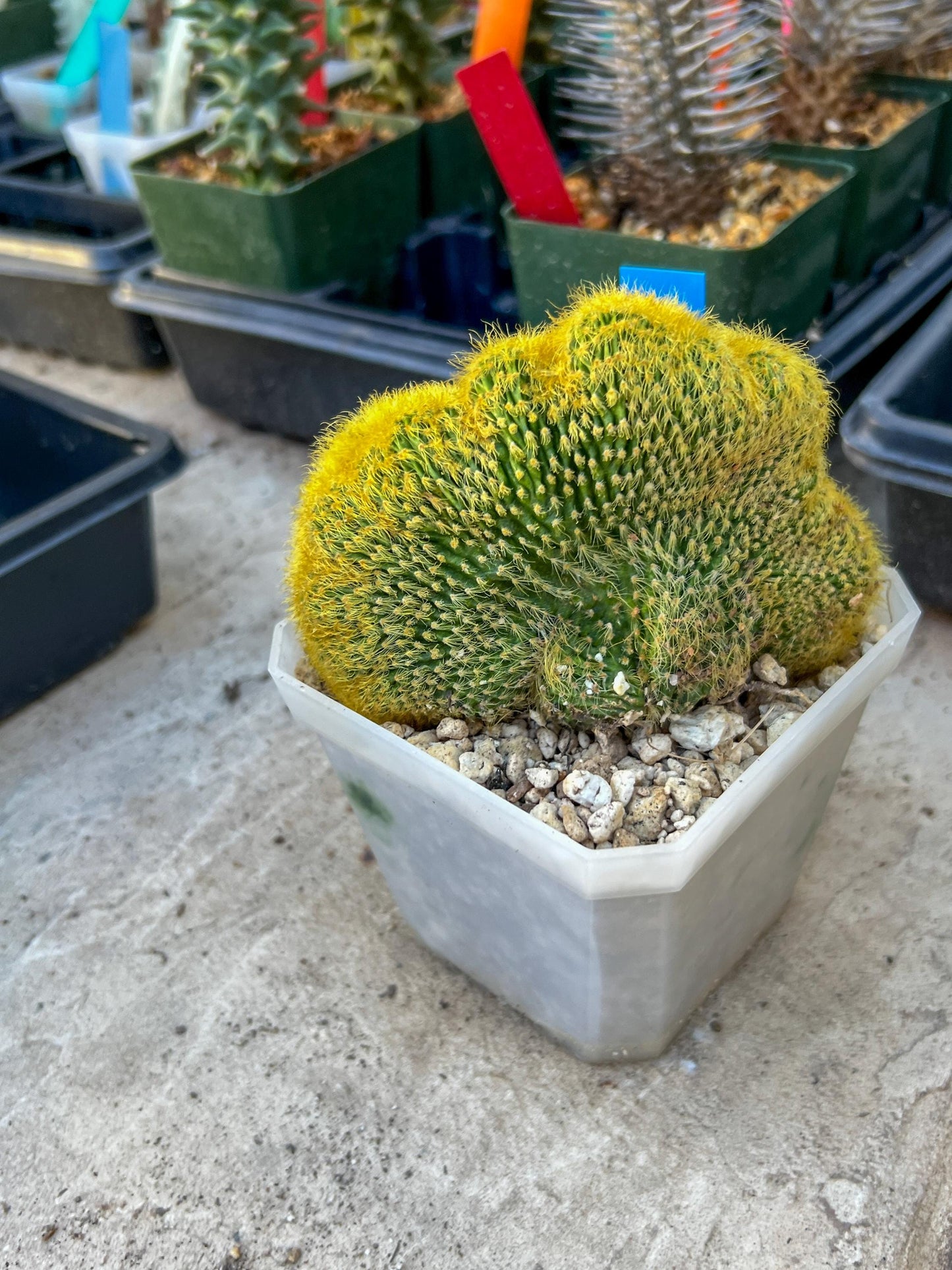 Vatricania guentheri cristata (Blue) | Imported Cactus