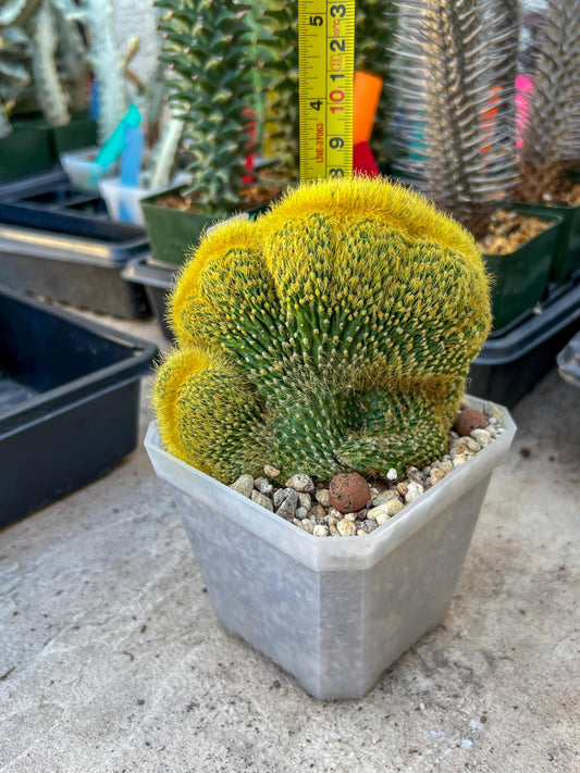 Vatricania guentheri cristata (Green) | Imported Cactus
