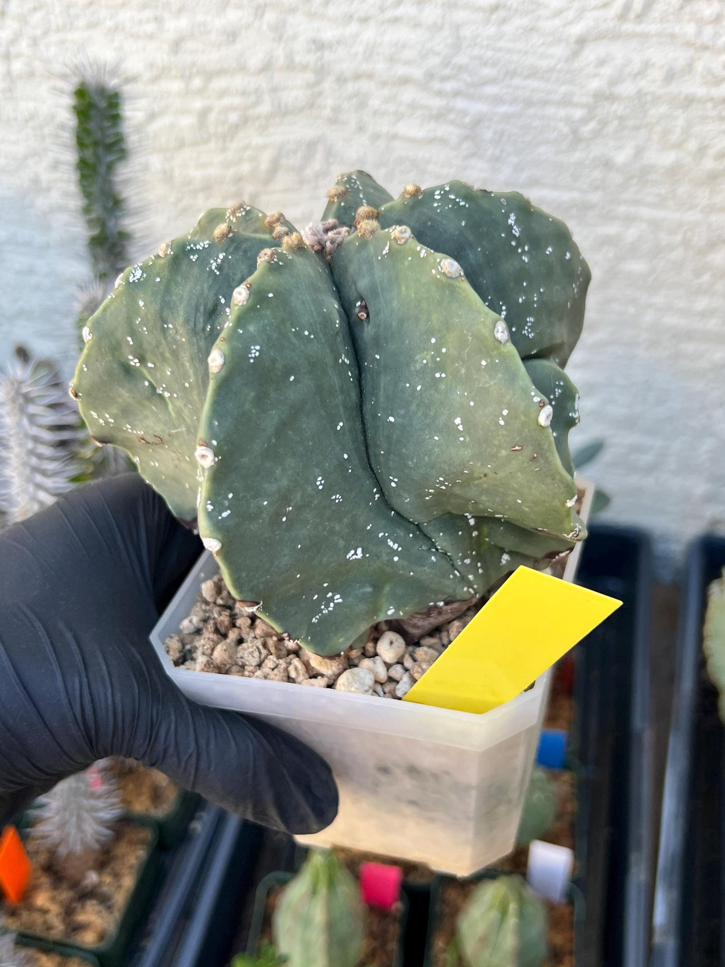 Astrophytum XL (Yellow) | Imported Cactus