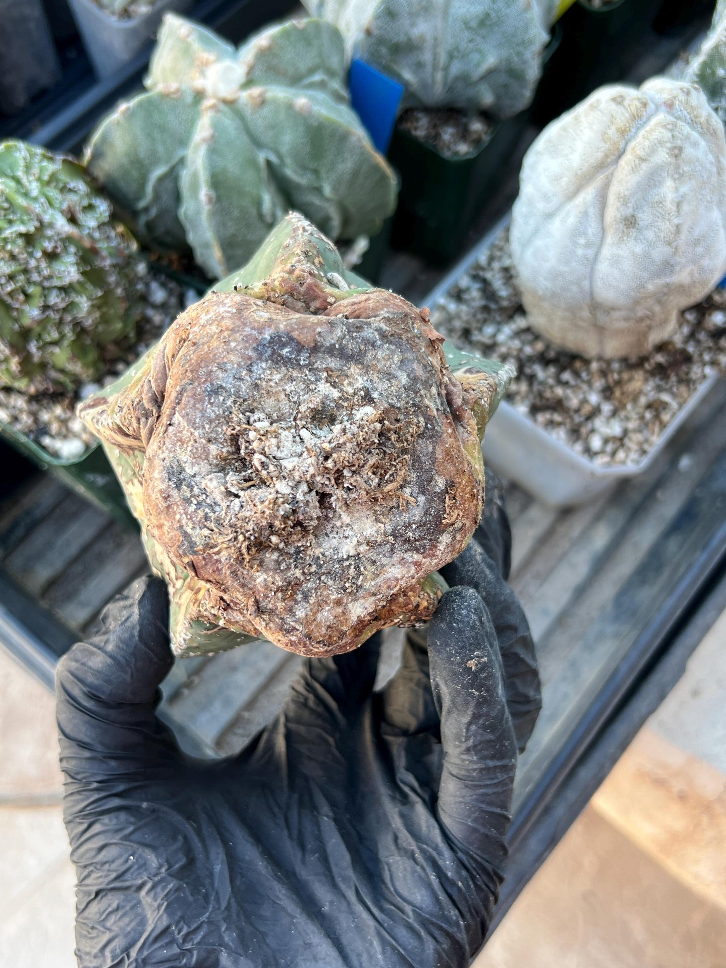 Rare Imported Cactus (White) | Ehciveria | Hoyas | Sansevieria