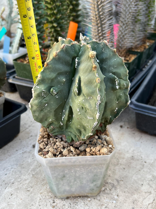 live rare cactus plants (Pink) | succulents | Sansevieria