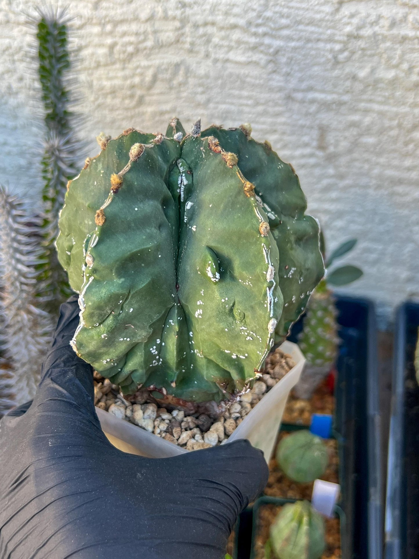 live rare cactus plants (Pink) | succulents | Sansevieria