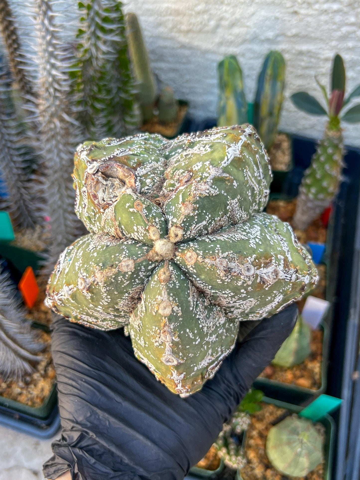 live rare cactus plants (Blue) | succulents | Sansevieria