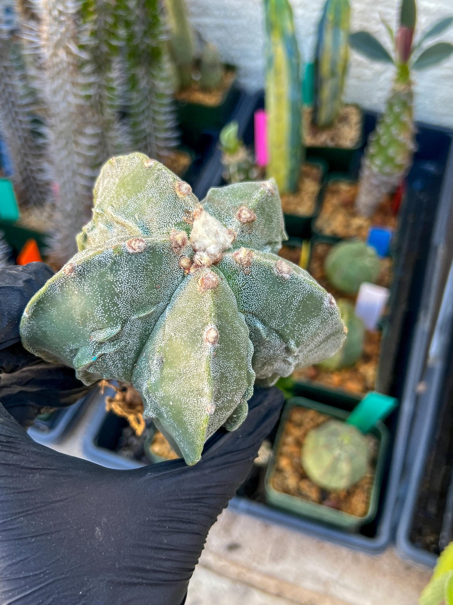 Astrophytum Medium size (Blue) | Imported Cactus