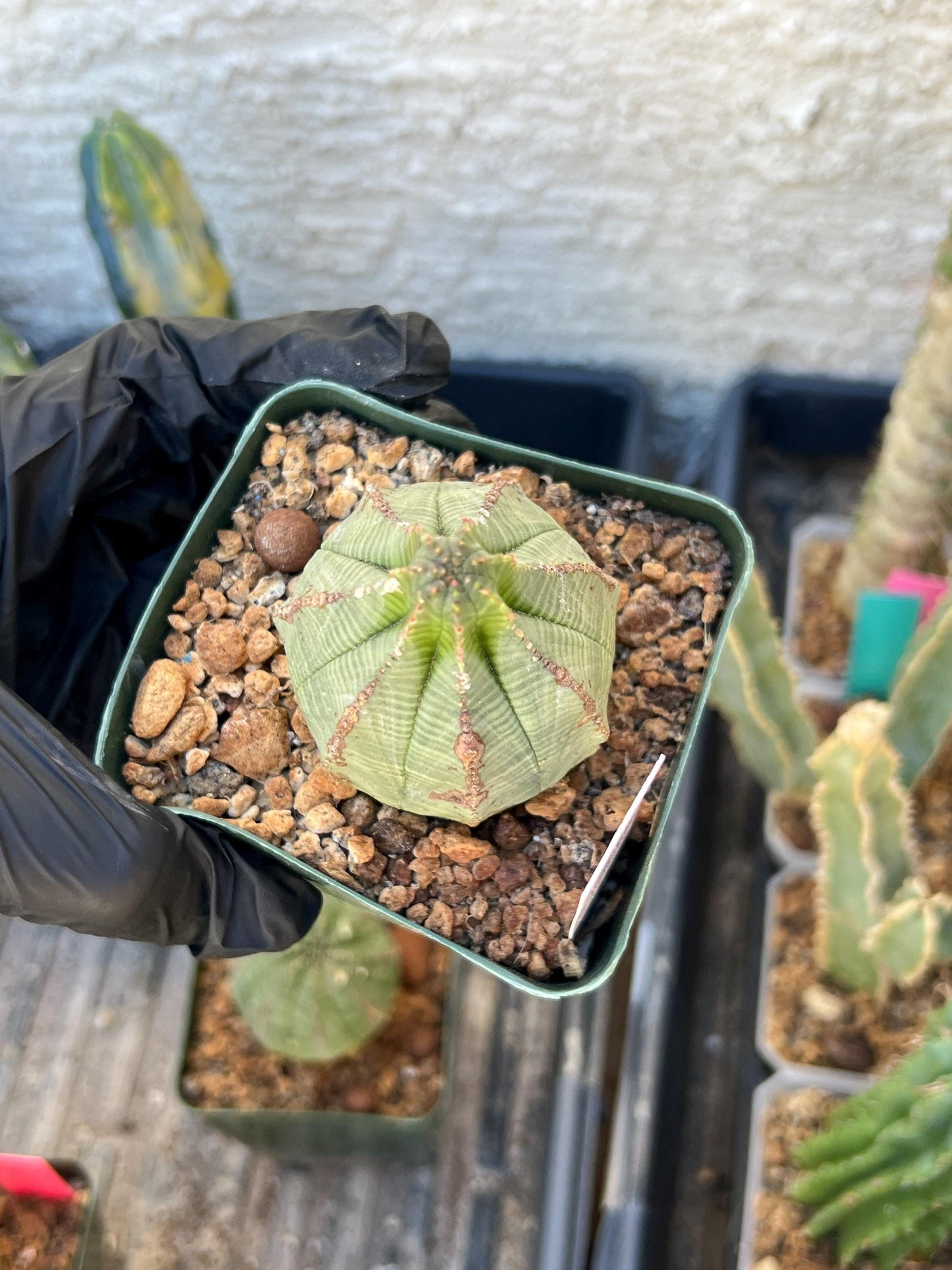 Euphorb obesa (White) | Imported Plants