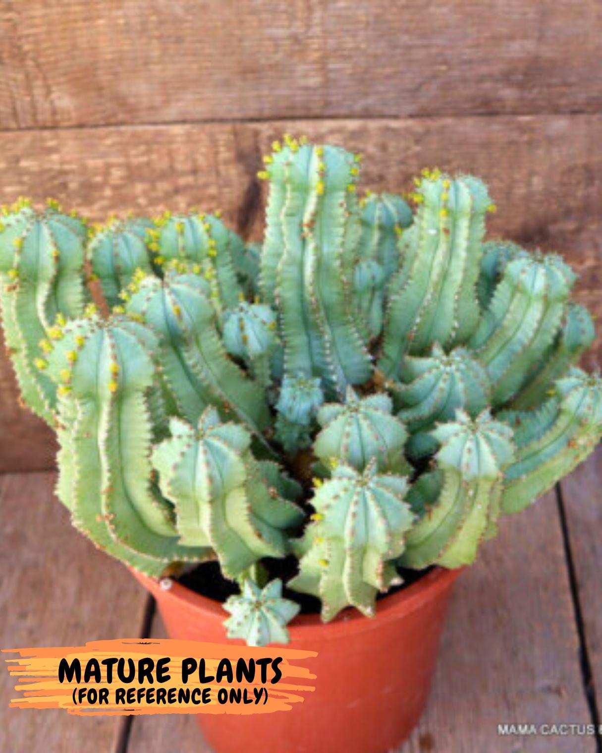 Euphorb Fruticosa Inermis (Green) | Rare Succulent