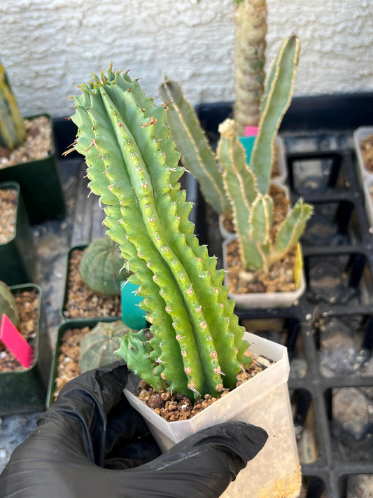 Euphorb Fruticosa Inermis (Green) | Rare Succulent