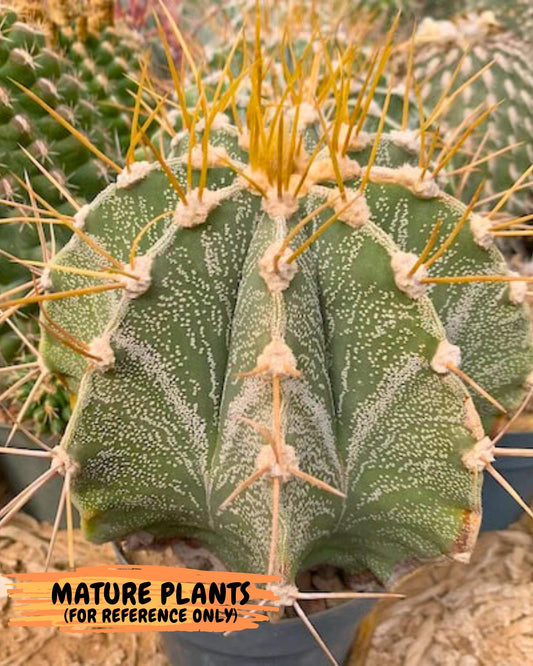 Large Ornatum Cactus (Blue) | Imported Cactus