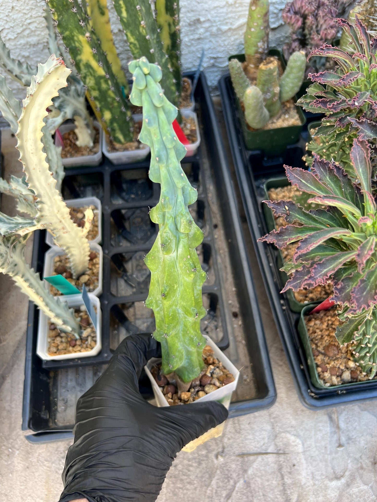 Boobie Cactus (XLYellow) | Myrtillocactus geometrizans