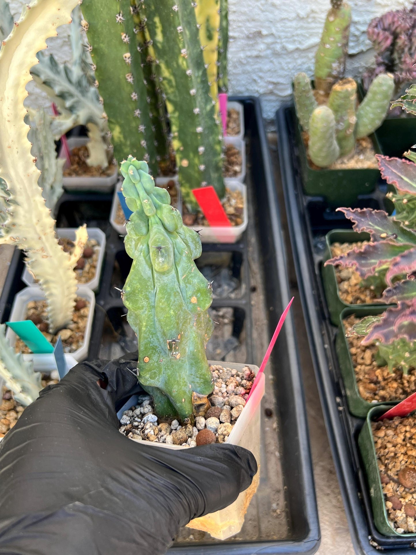 Boobie Cactus (Pink) | Myrtillocactus geometrizans