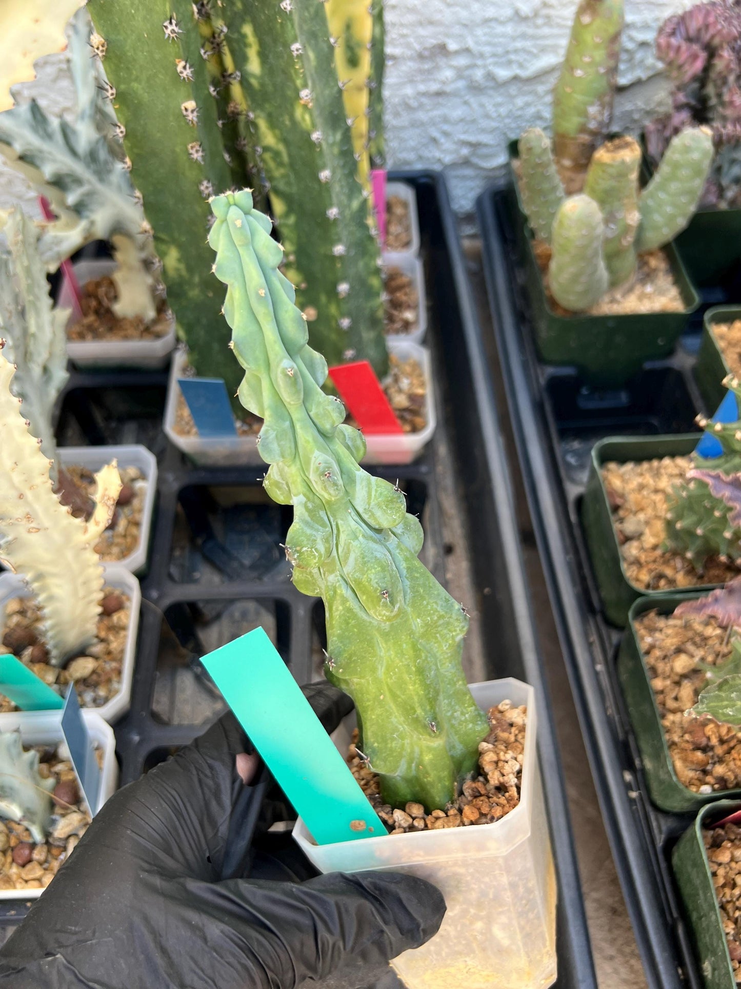 Boobie Cactus (Green) | Myrtillocactus geometrizans