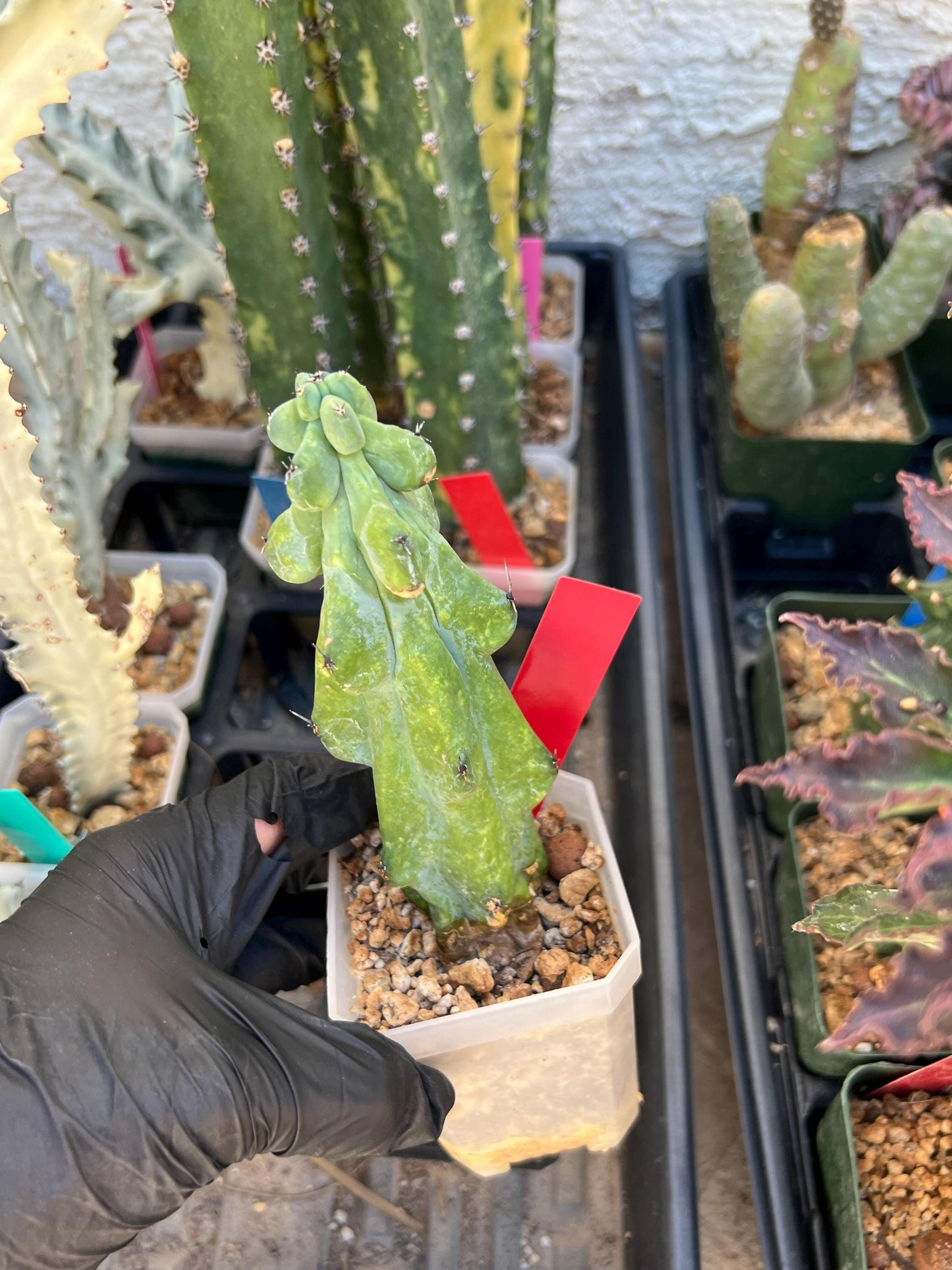 Boobie Cactus (Red) | Myrtillocactus geometrizans