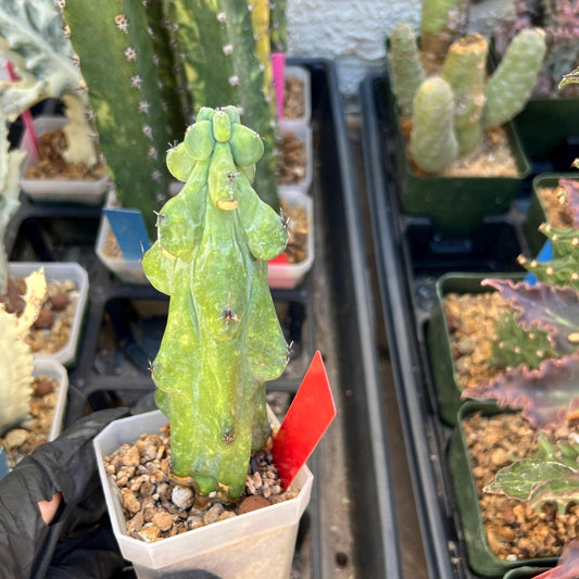 Boobie Cactus (Red) | Myrtillocactus geometrizans