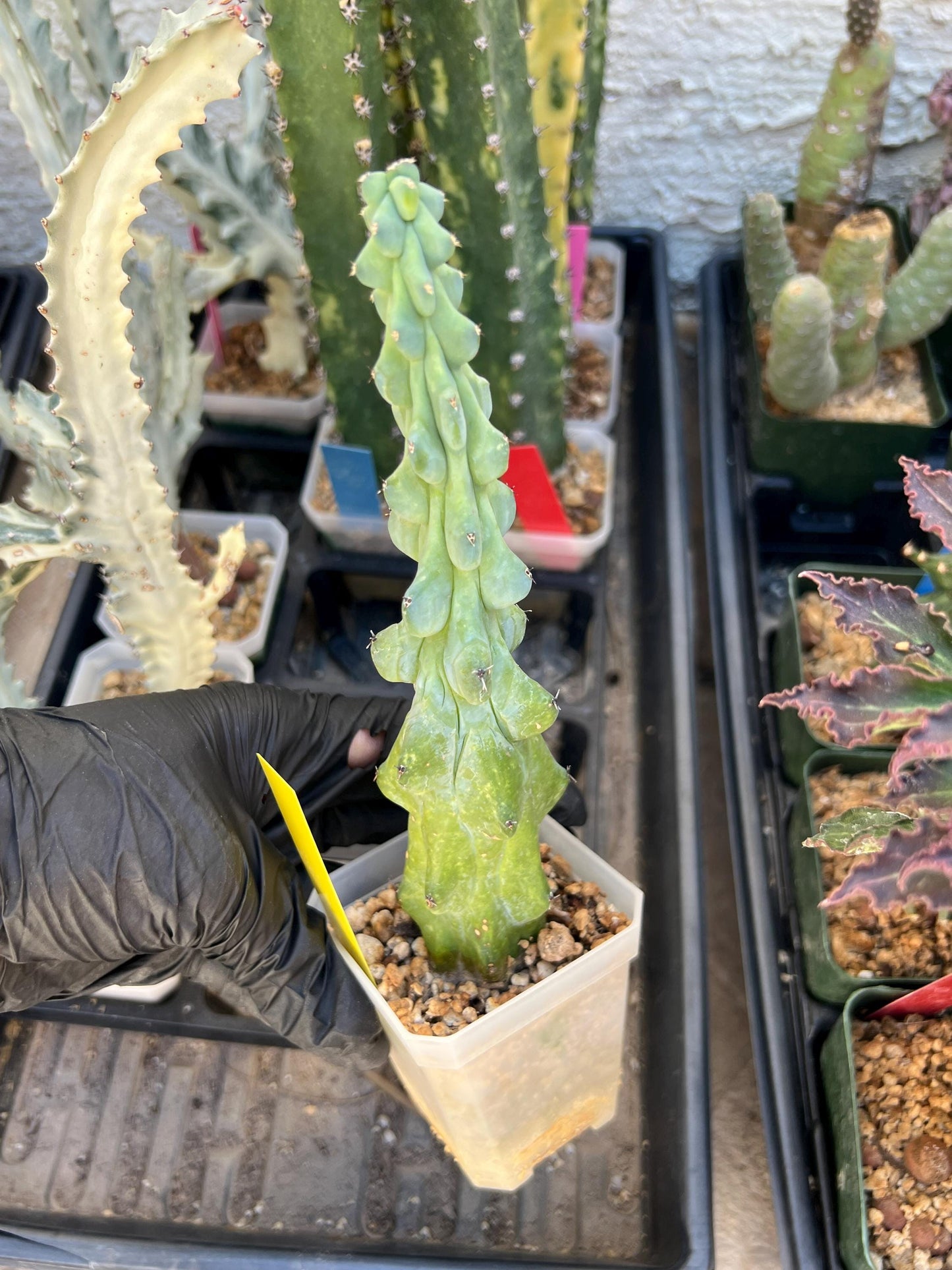 Boobie Cactus (SMYellow) | Myrtillocactus geometrizans