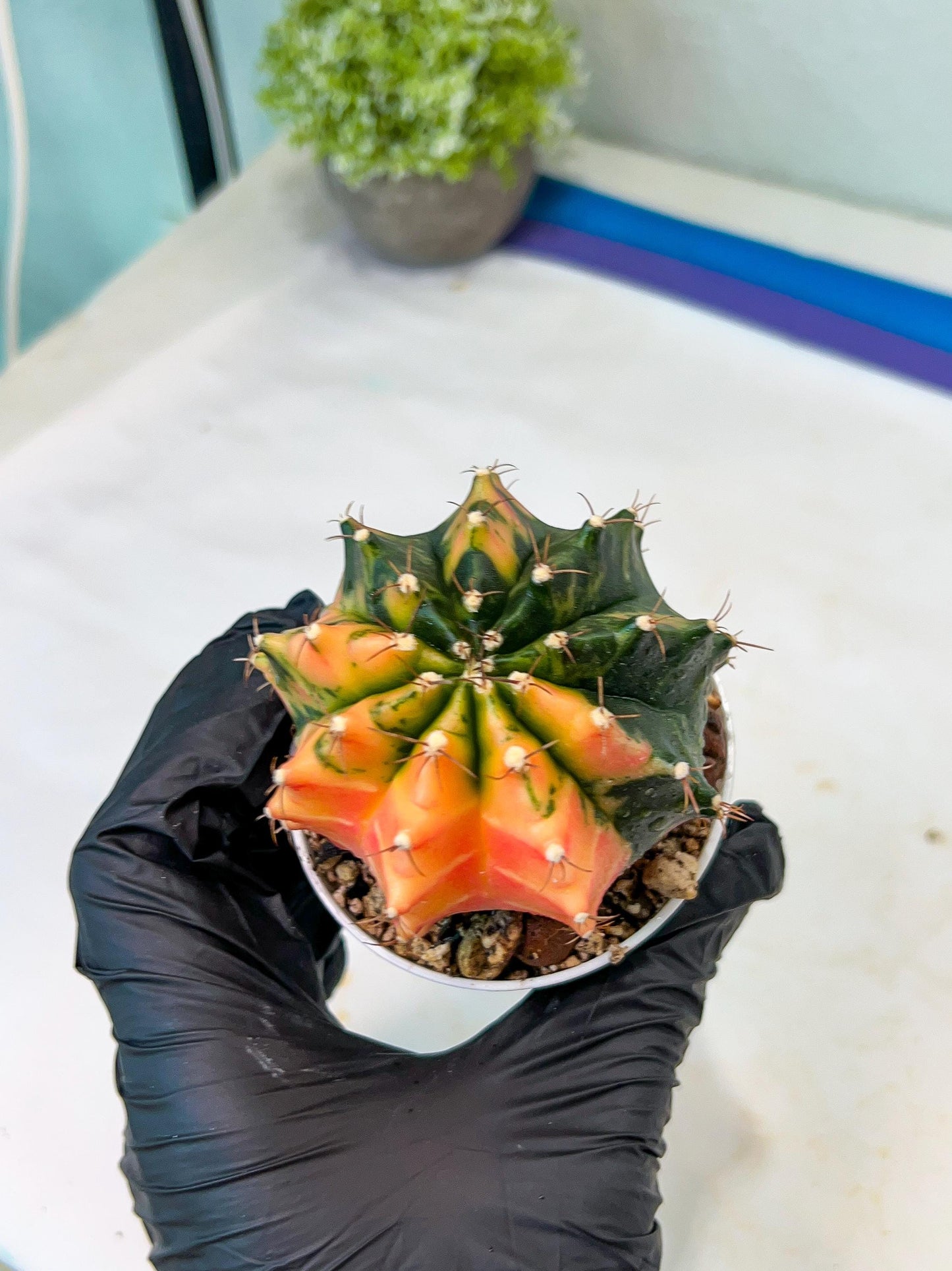 Gymnocalycium Mihanovichii Var (#G1) (B2) | Rare sucuclent