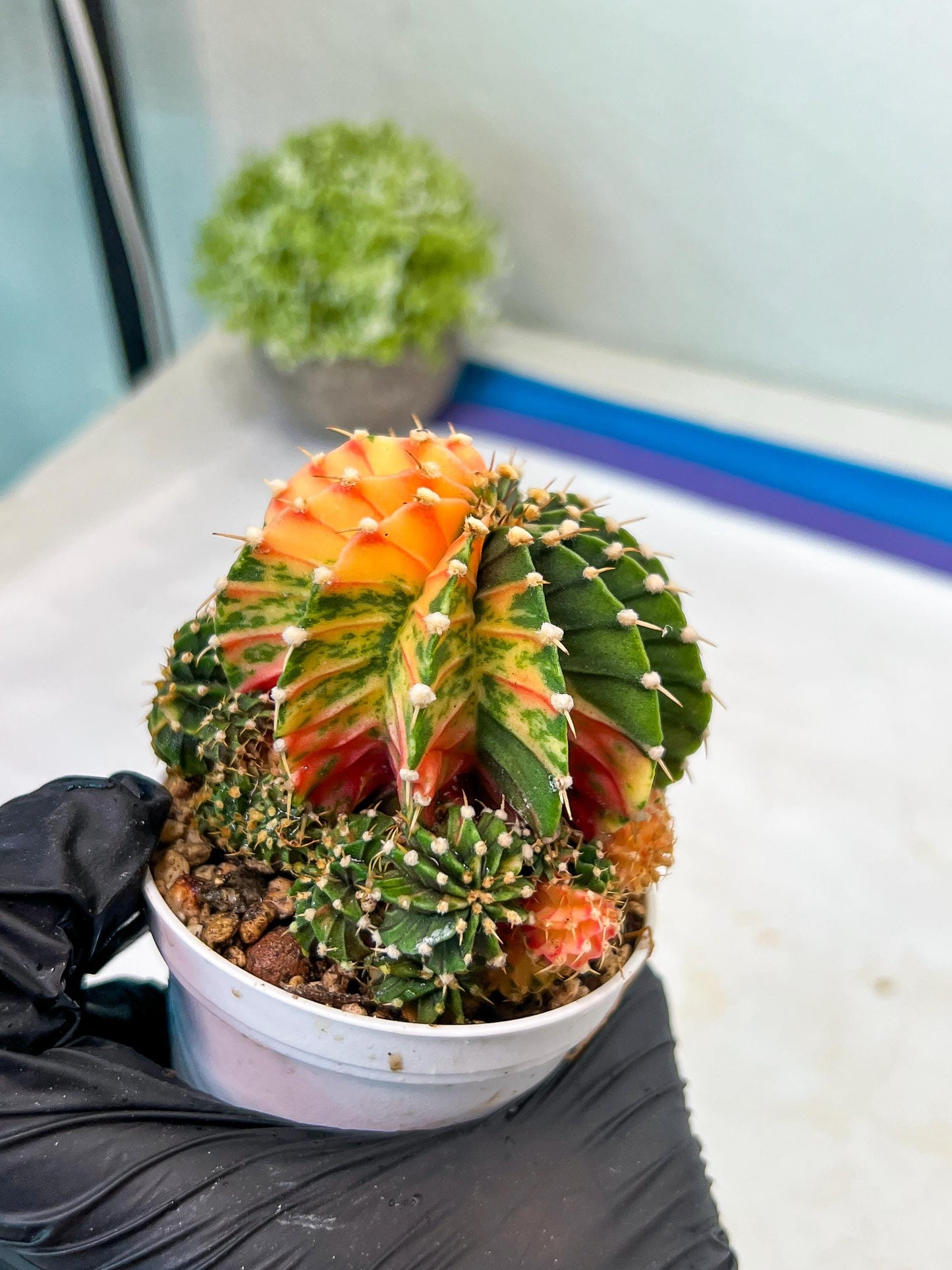 Gymnocalycium Mihanovichii Var (g1) (y2) | variegated cactus