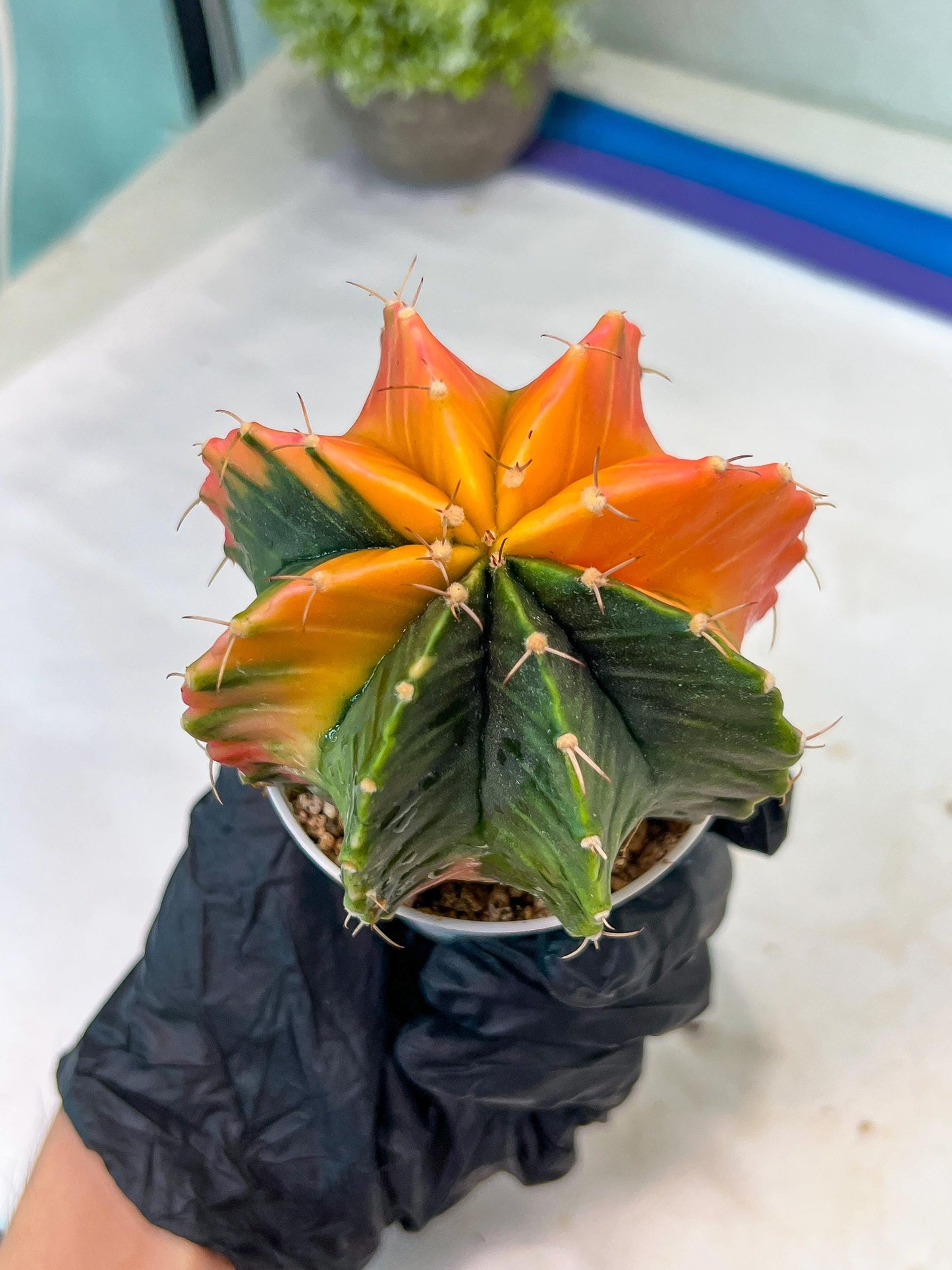 Gymnocalycium Mihanovichii Var (g1) (y6) | variegated cactus