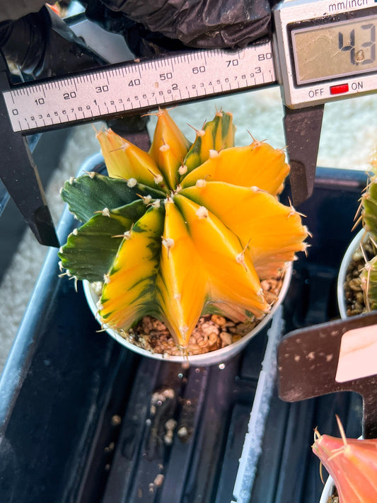 Gymnocalycium Mihanovichii Var (g1) (p7) | variegated cactus