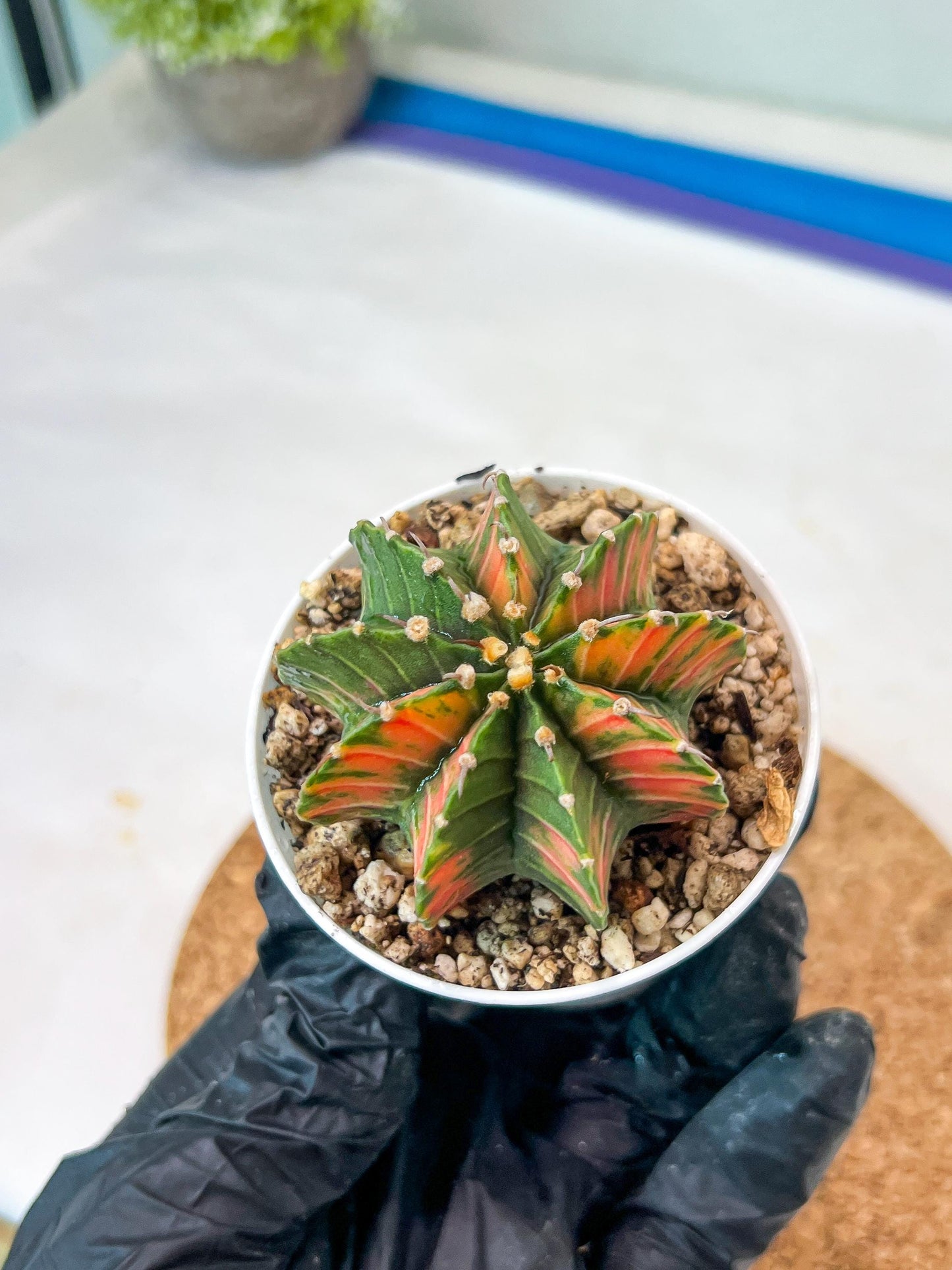 Gymnocalycium Mihanovichii Var (g3) (r2) | variegated cactus