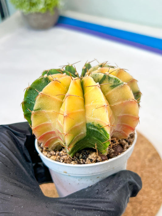 Gymnocalycium Mihanovichii Var (g3) (r5) | variegated cactus