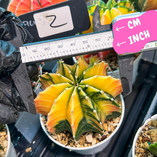 Gymnocalycium Mihanovichii Var (g3) (g2) | variegated cactus