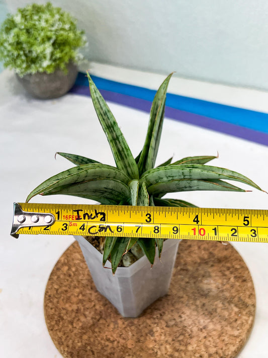 Sansevieria Amabilis (#Ha63) | Imported Hybrids