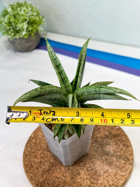 Sansevieria Amabilis (#Ha63) | Imported Hybrids