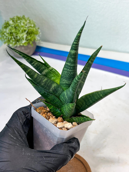 Sansevieria Francisi x Coco x Cordova (#Ha69) | Imported Hybrids