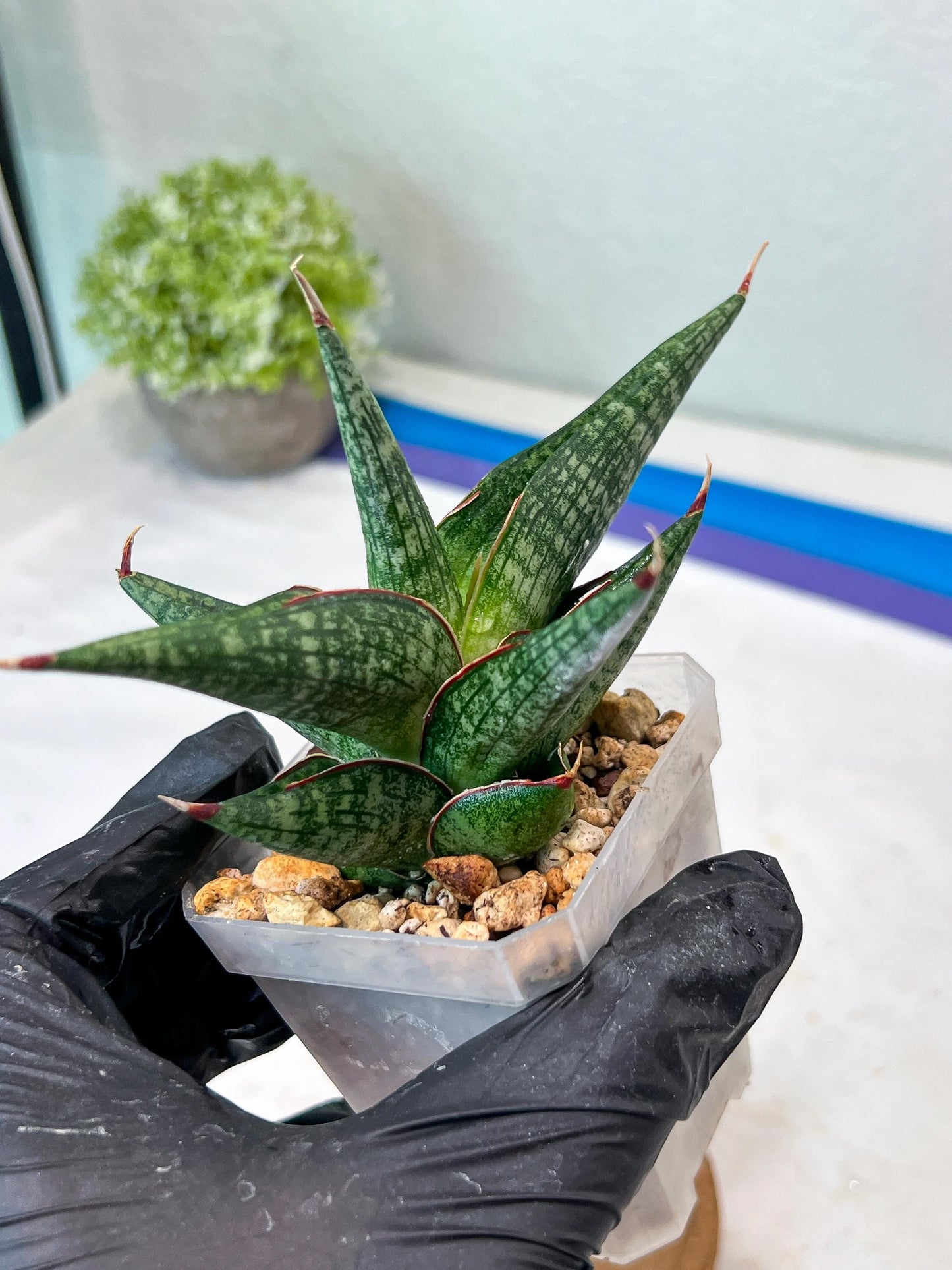 Sansevieria Jadu (#Ha71) | Imported Hybrids