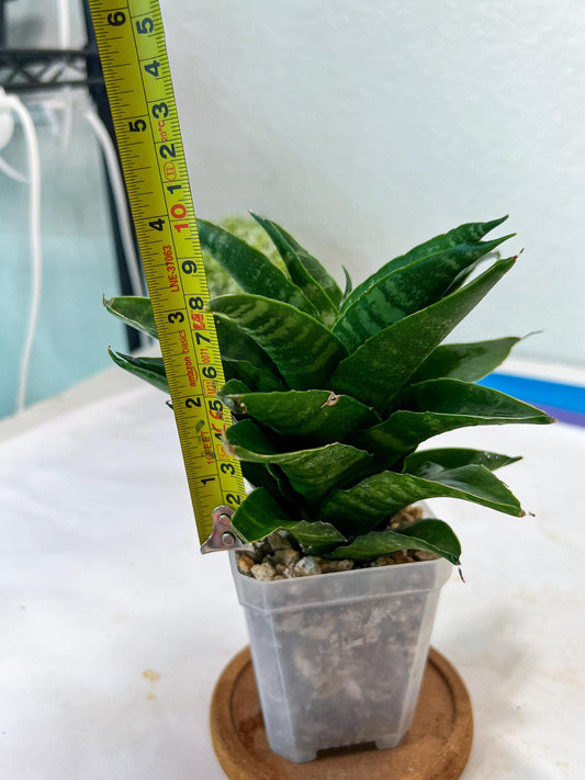 Sansevieria Kraden (#Ha74) | Imported Hybrids