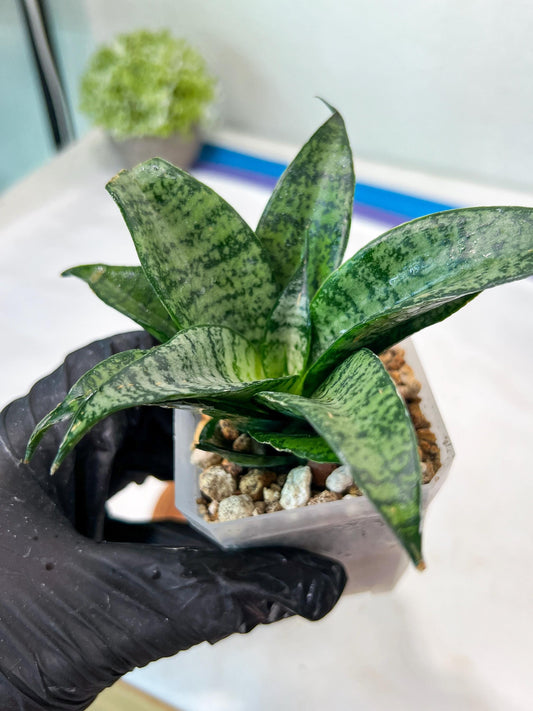 Sansevieria Mayang (#Ha76) | Imported Hybrids