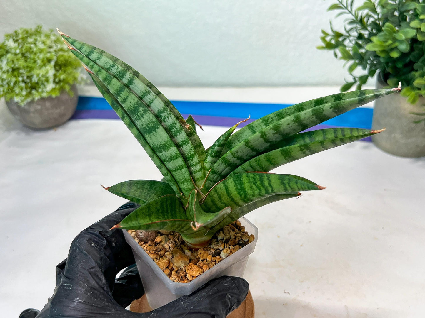 Sansevieria Anita (#Ha97) | Imported Plant