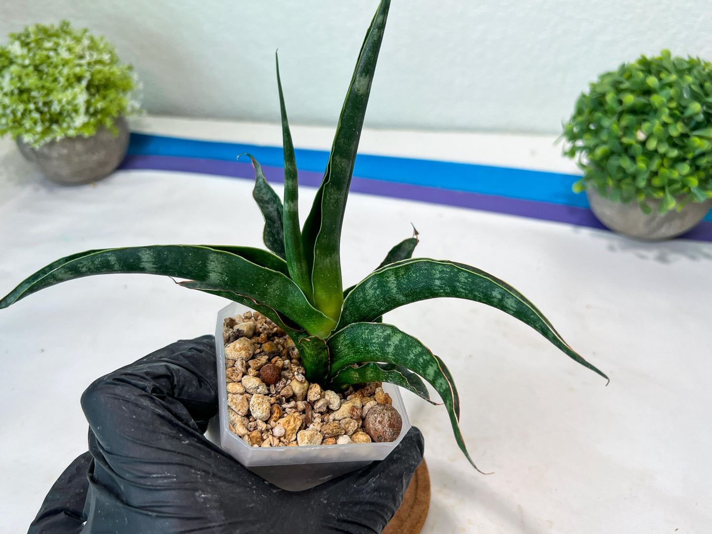 Sansevieria kanla x Gabriella cordova (#Ha107) | Imported Plant