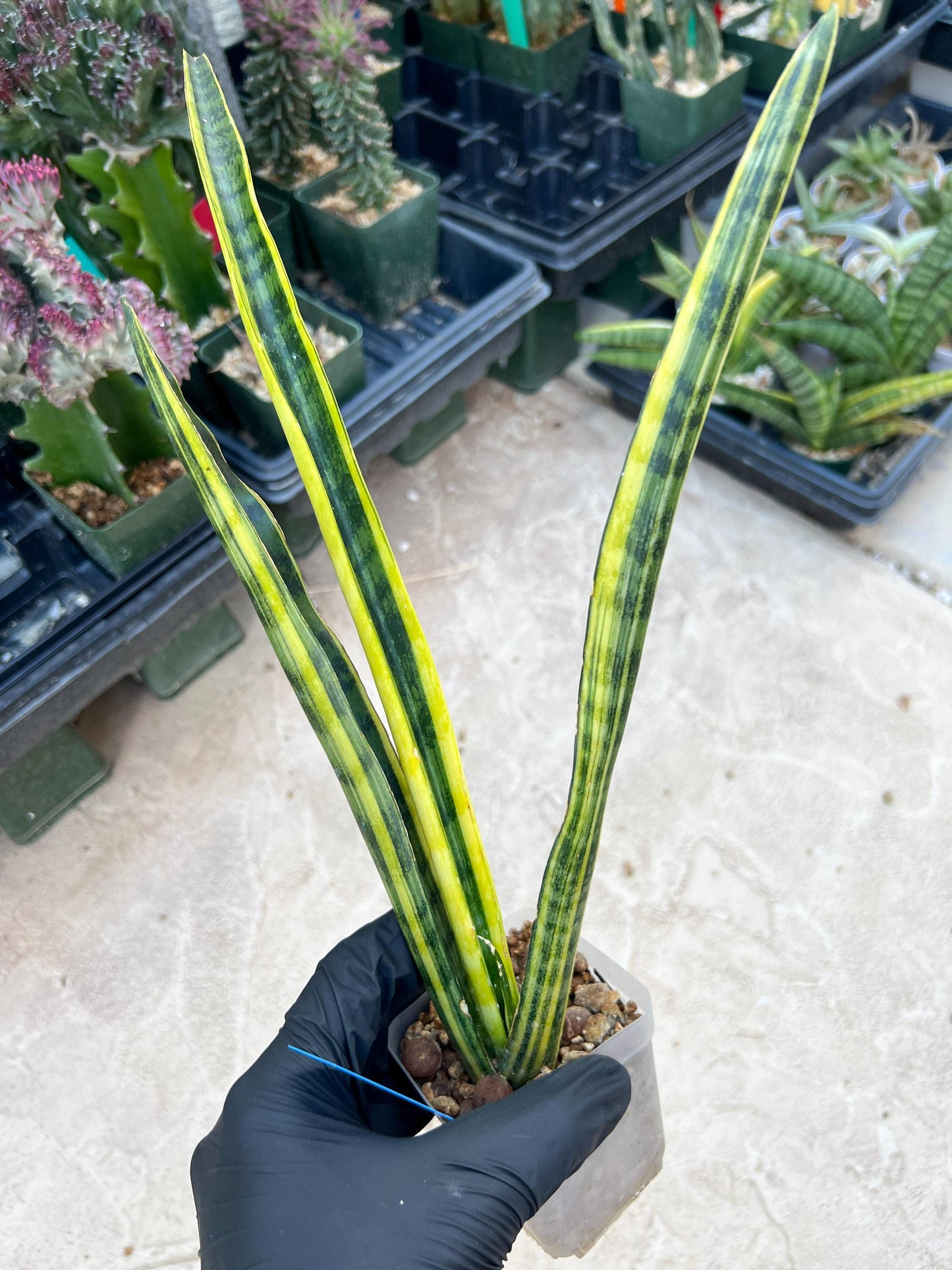 Sansevieria Trifasciata Parva Stick Var (P-B) | Imported Plant
