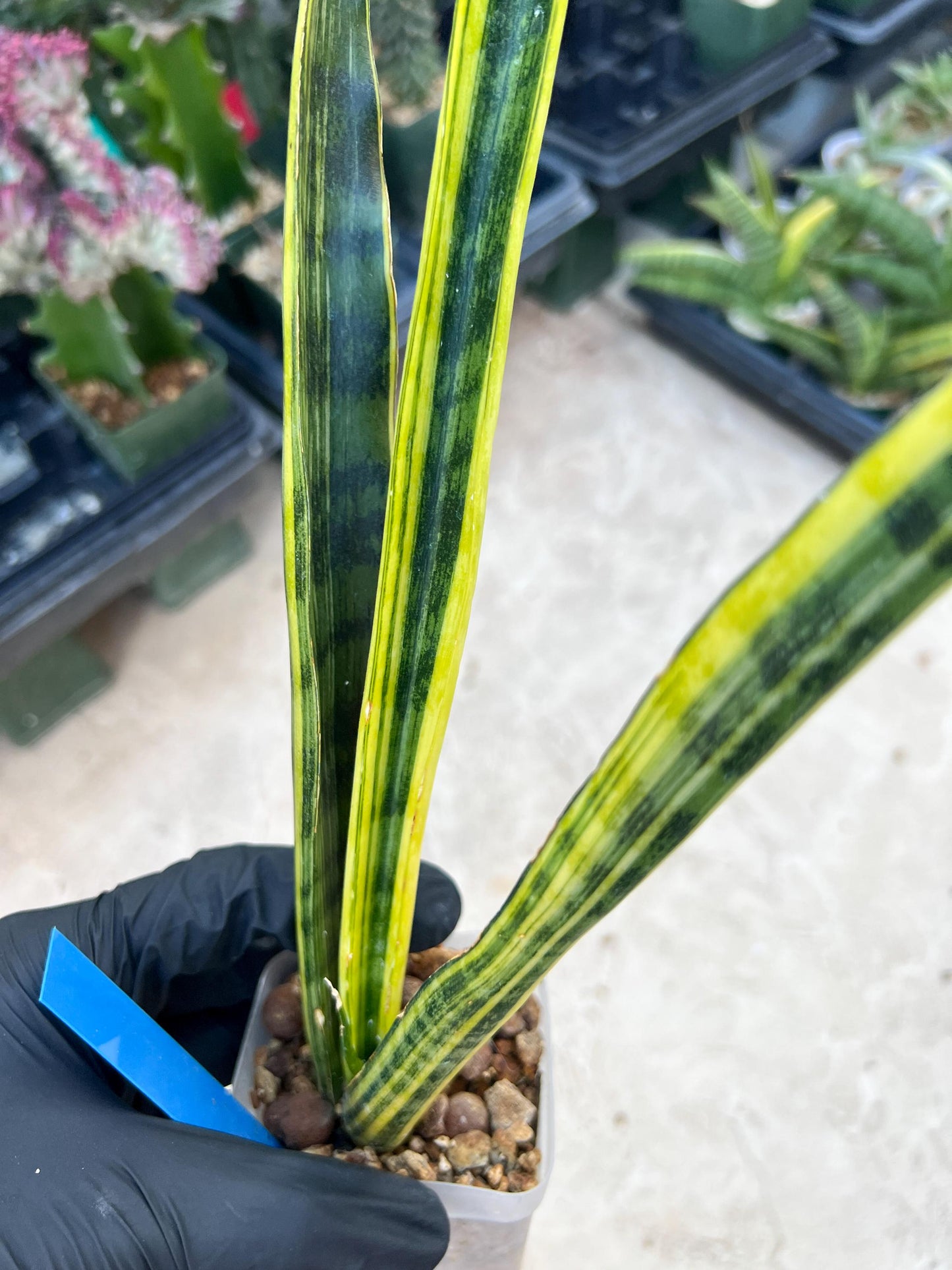 Sansevieria Trifasciata Parva Stick Var (Blue) | Imported Plant