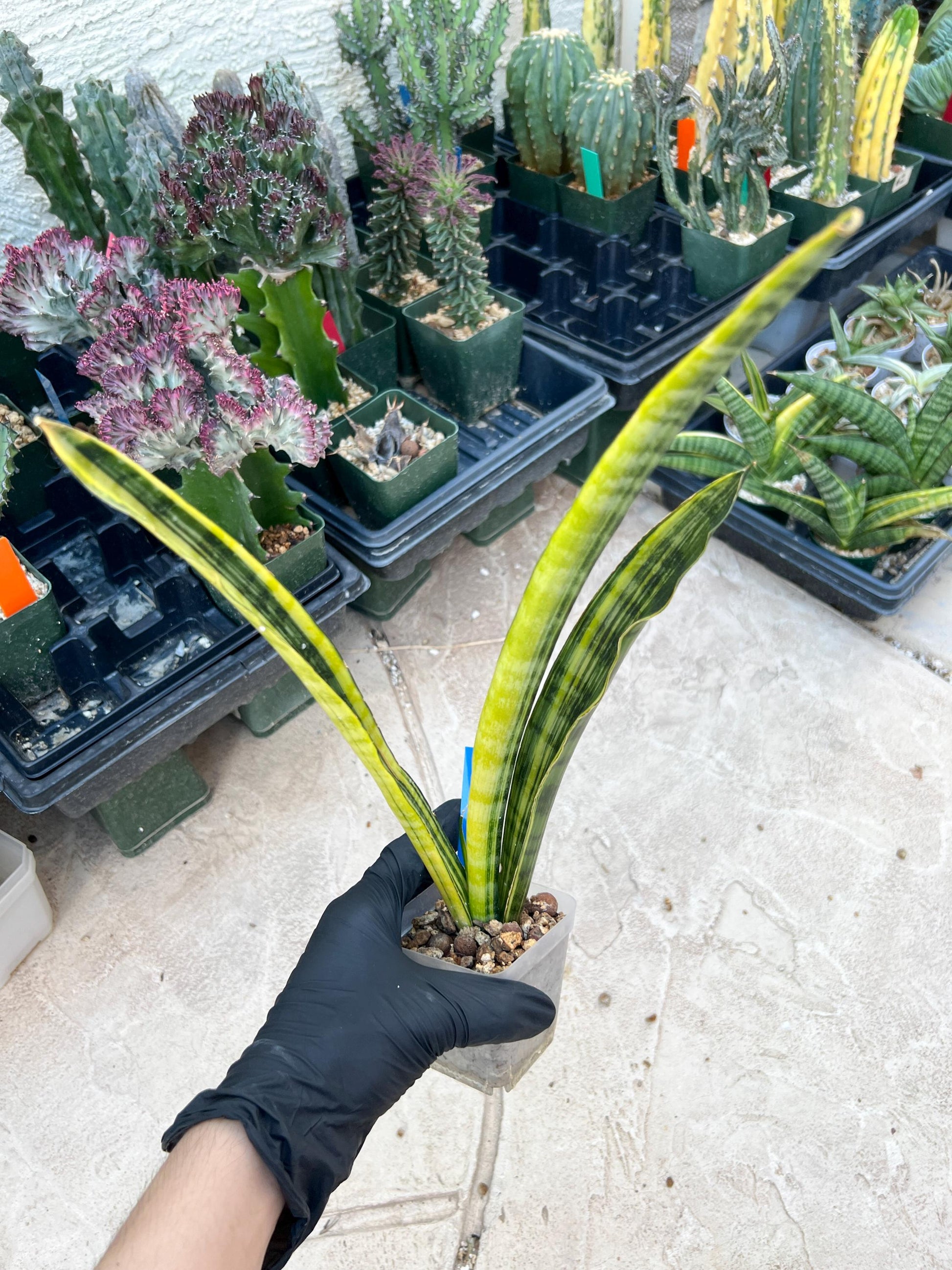 Sansevieria Trifasciata Parva Stick Var (P-B) | Imported Plant
